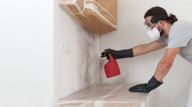 Attic Mold Remediation treatment on roof deck in Waldwick